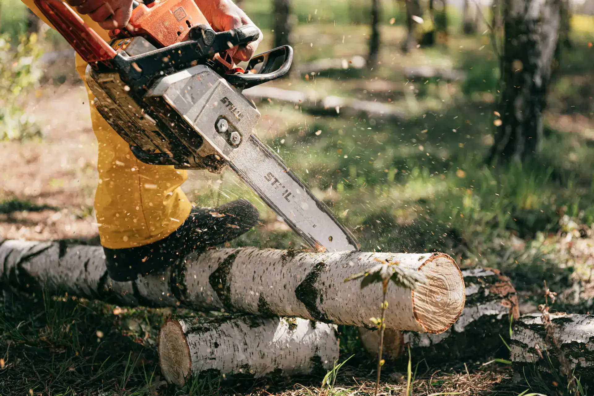 Wenge Wood Being Cut Down